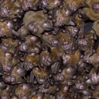 Hipposideros lankadiva Kelaart, 1850